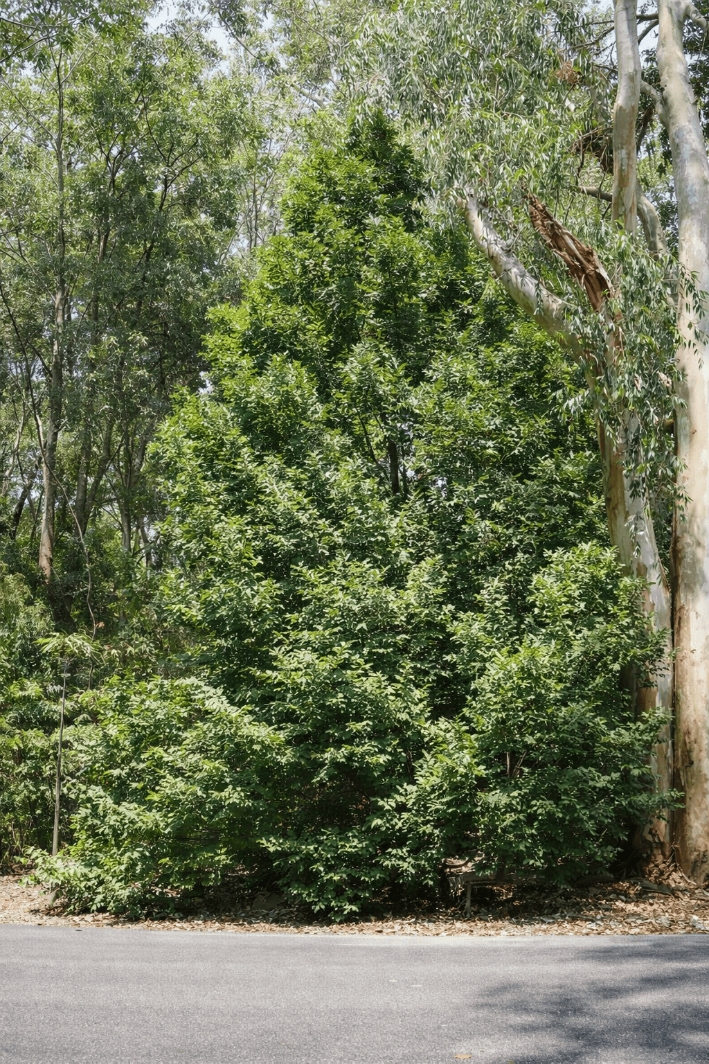 Mount Spurgeon Black Pine (Prumnopitys ladei) - Ladybird Nursery