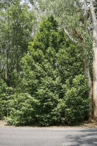 Mount Spurgeon Black Pine (Prumnopitys ladei) - Ladybird Nursery