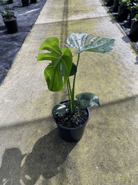Tauerii (Monstera deliciosa) - Ladybird Nursery