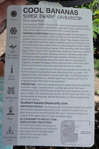 Super Dwarf Banana 'Cavendish' QLD ONLY - Ladybird Nursery