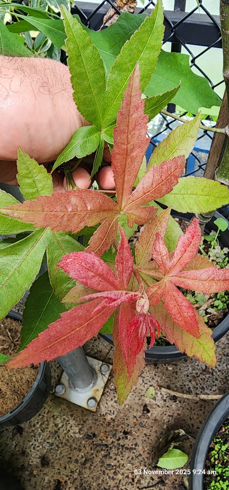 Maple "Osakazuki" (Acer palmatum) 300mm Pick Up Only - Ladybird Nursery