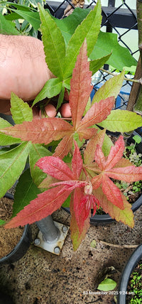Maple "Osakazuki" (Acer palmatum) 300mm Pick Up Only