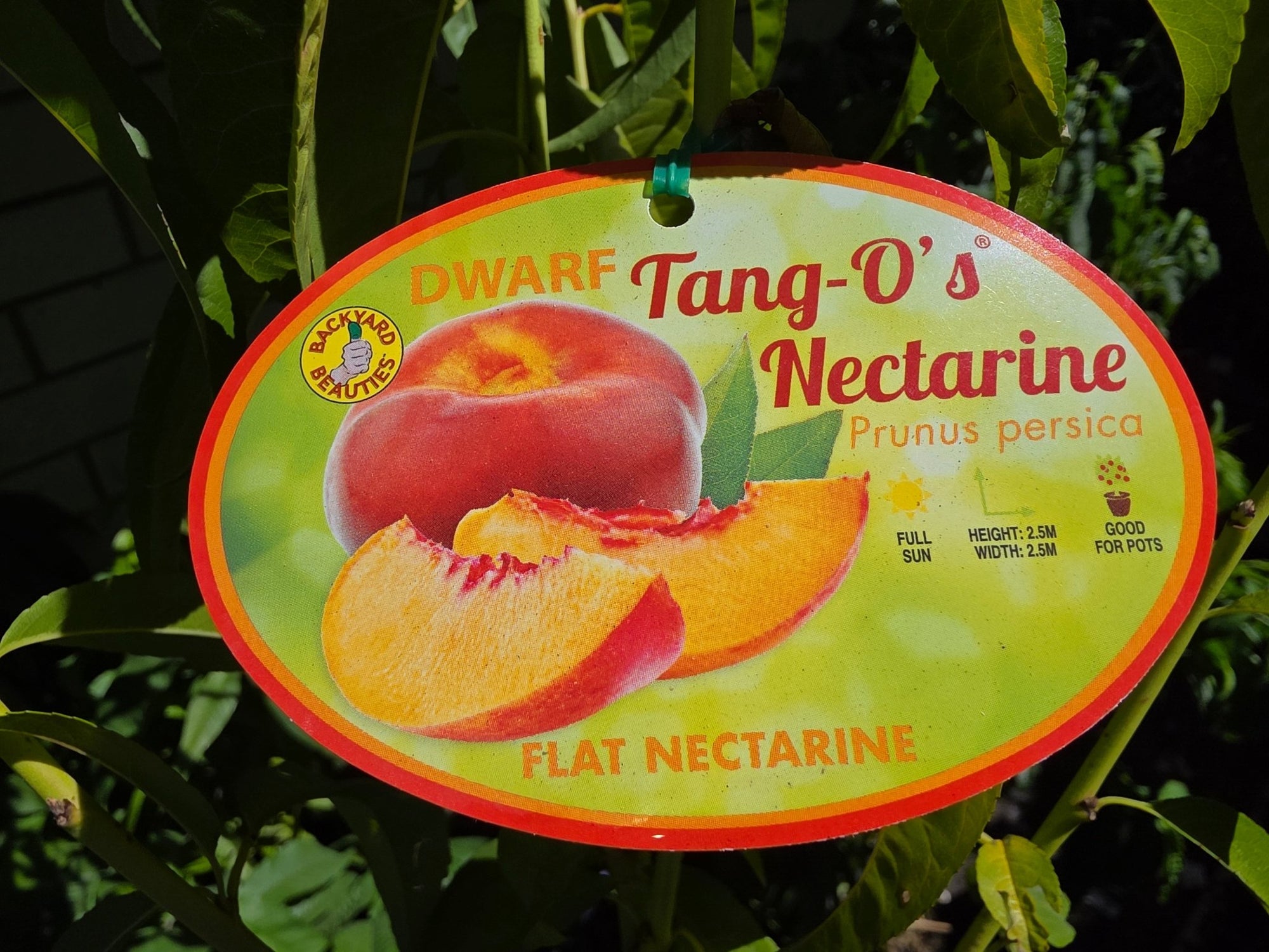 Dwarf Nectarine Tango O's Flat - Ladybird Nursery