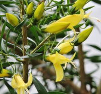 Eremophila 'aurea' - Ladybird Nursery