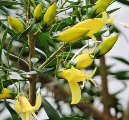 Eremophila 'aurea' - Ladybird Nursery