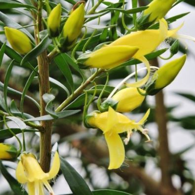 Eremophila 'aurea' - Ladybird Nursery