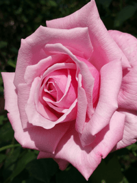 Rose 'Heaven Scent' - Ladybird Nursery