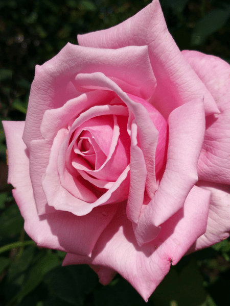 Rose 'Heaven Scent' - Ladybird Nursery
