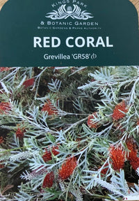 Grevillea Red Coral - Ladybird Nursery