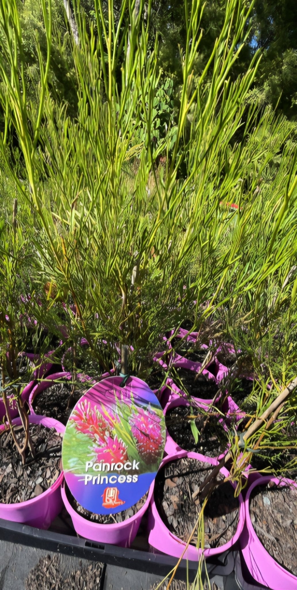 Grevillea 'Panrock Princess' - Ladybird Nursery