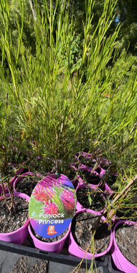 Grevillea 'Panrock Princess' - Ladybird Nursery