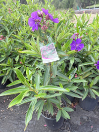 Tibouchina Alstonville (Tibouchina lepidota) - Ladybird Nursery