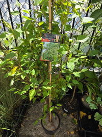 River Birch (Betula nigra) - Ladybird Nursery