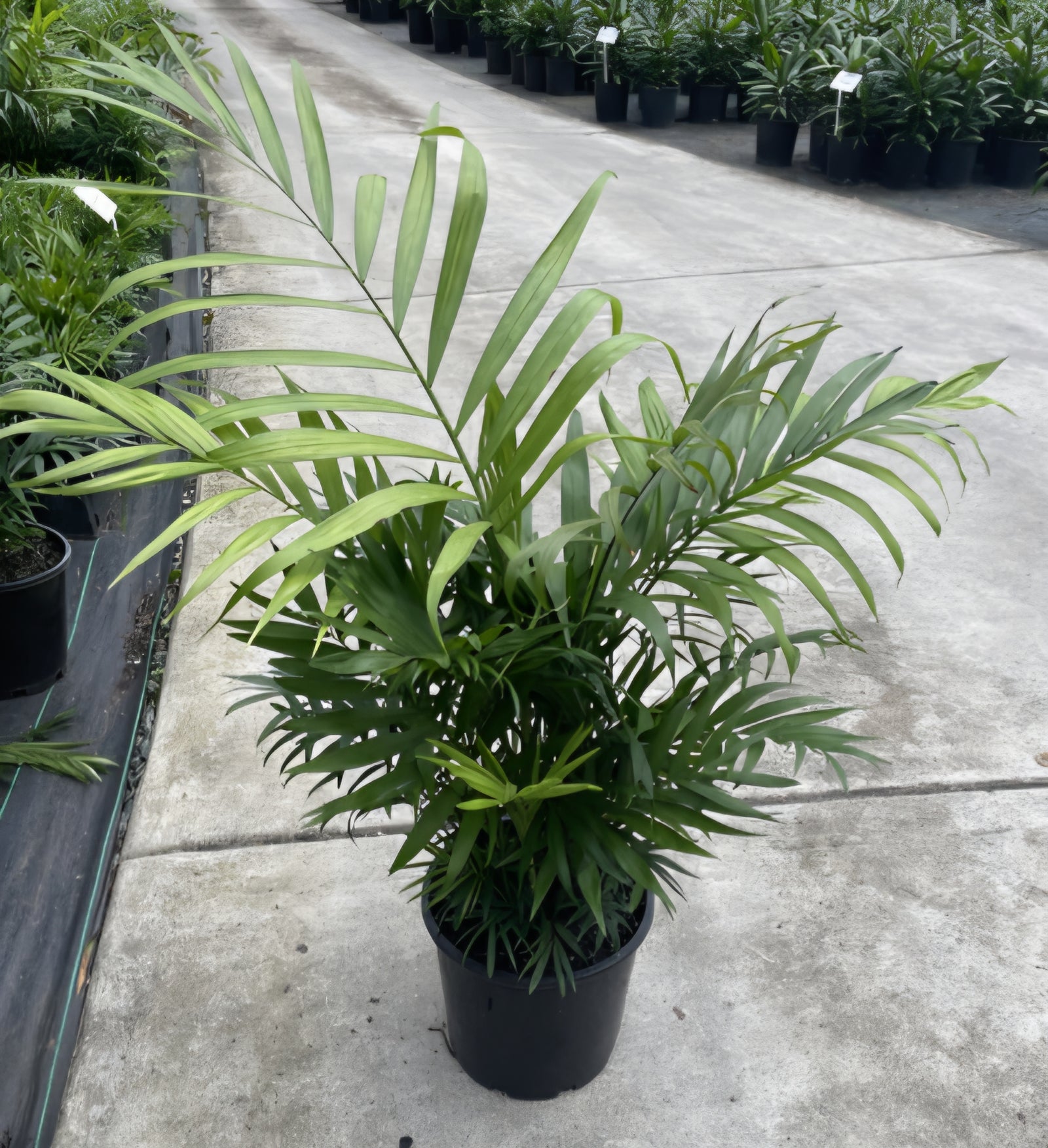 Parlour Palm (Chamaedorea elegans) - Large - Ladybird Nursery