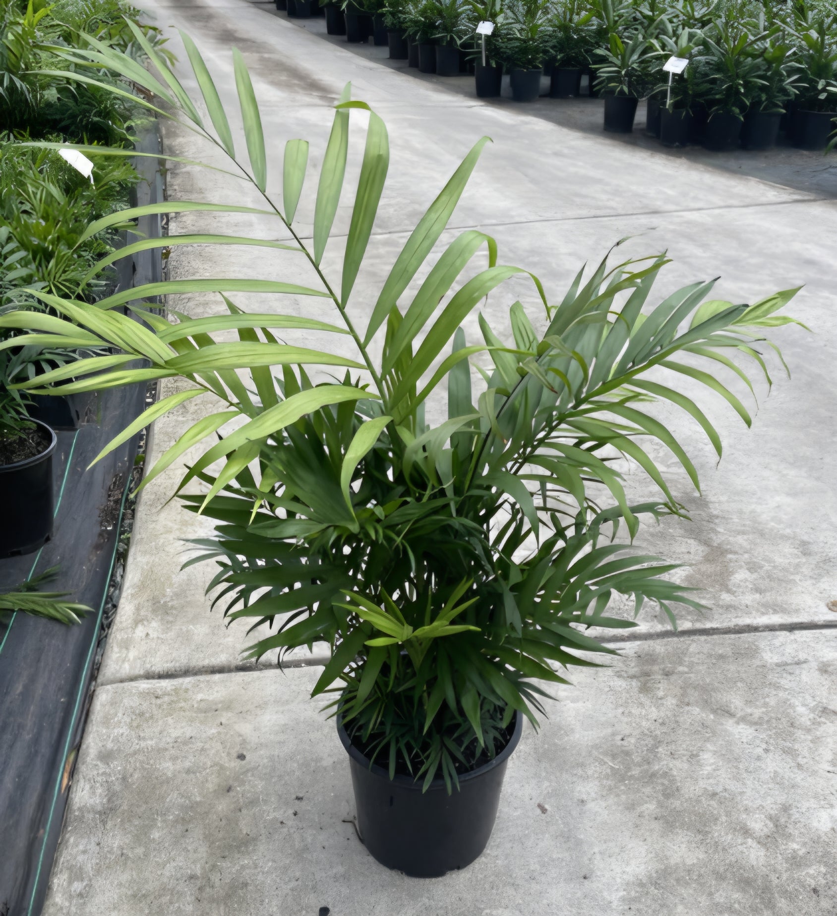 Parlour Palm (Chamaedorea elegans) - Large - Ladybird Nursery