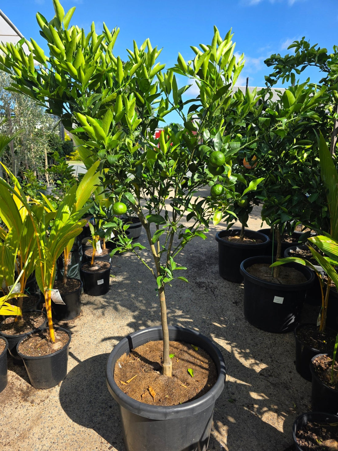 Mandarin 'Emperor' Large Size 500mm Pot (Pickup Only) - Ladybird Nursery