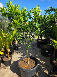 Mandarin 'Emperor' Large Size 500mm Pot (Pickup Only) - Ladybird Nursery