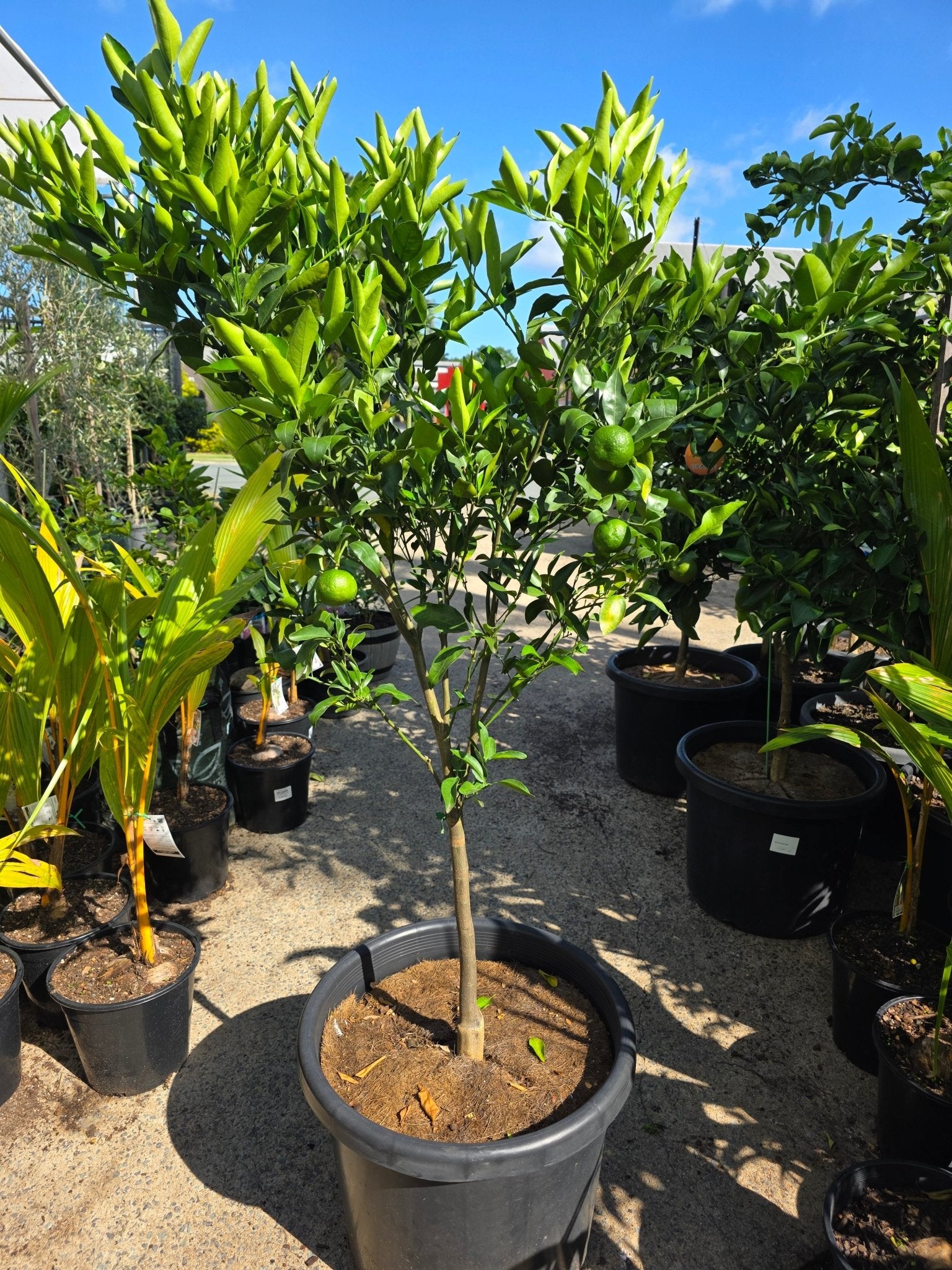 Mandarin 'Emperor' Large Size 500mm Pot (Pickup Only) - Ladybird Nursery