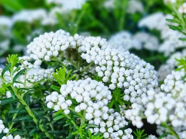 Ozothamnus ‘Petite’ (Dwarf Rice Flower)