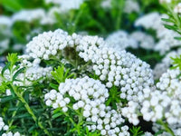 Ozothamnus ‘Petite’ (Dwarf Rice Flower)