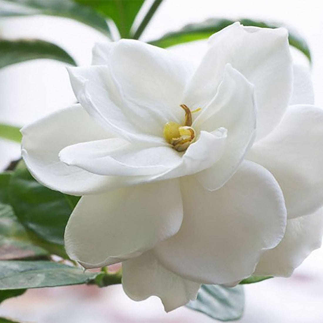 Gardenia Ocean Pearl - Ladybird Nursery