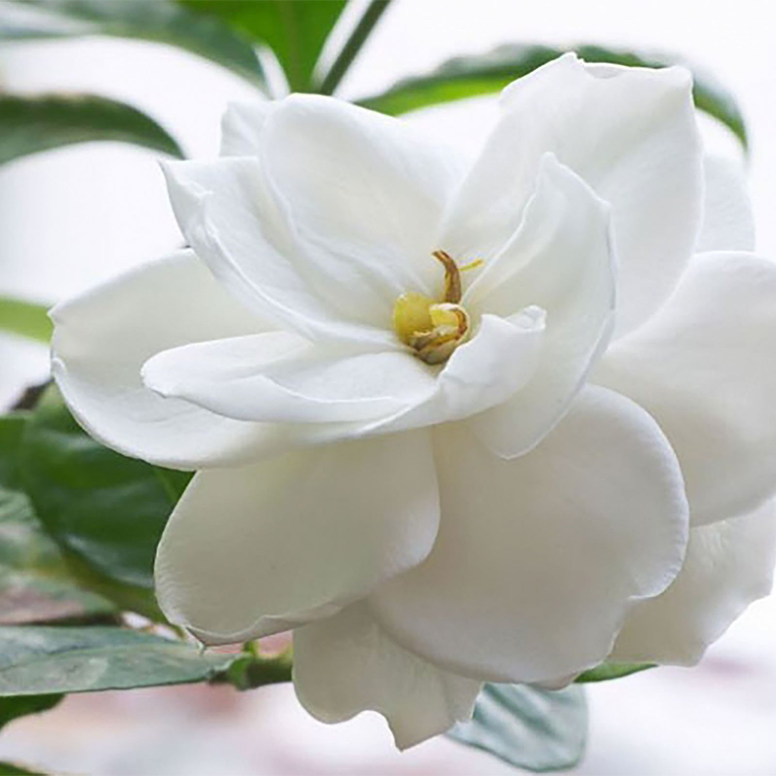 Gardenia Ocean Pearl - Ladybird Nursery