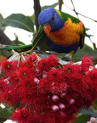 Dwarf Eucalyptus ‘Wildfire’ (Corymbia ficifolia) - Ladybird Nursery