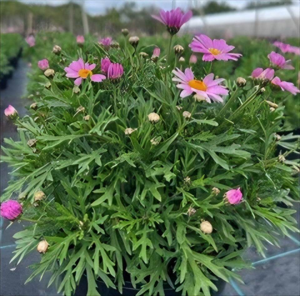 Argyranthumum Lolly - Large