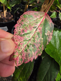 Hibiscus 'Rose Flake' - Ladybird Nursery