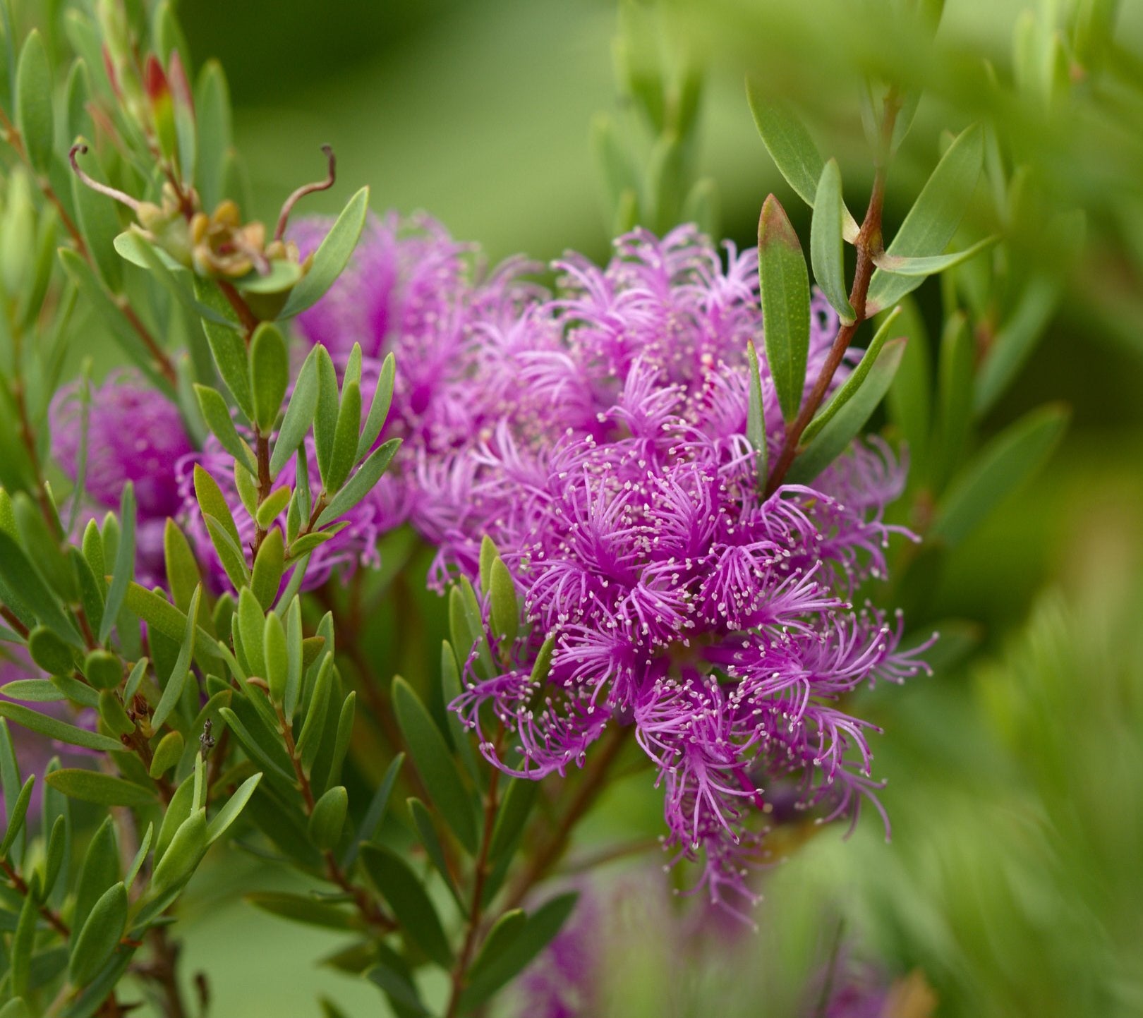 Thyme Honey Myrtle Pink (Melaleuca thymifolia) - Ladybird Nursery