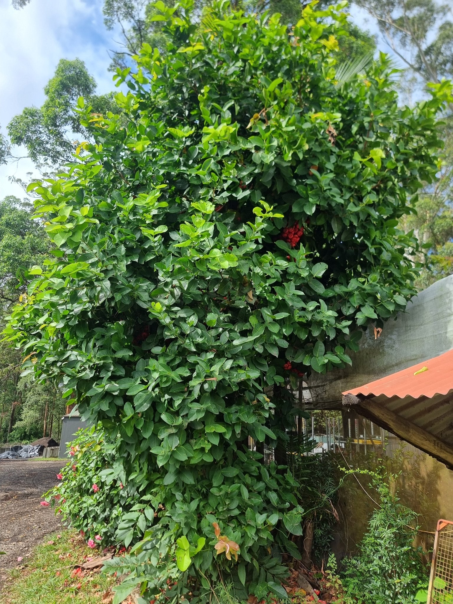 Wax Jambu 'Water Roseapple' (Syzygium aqueum) - Ladybird Nursery