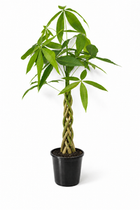 Money Tree 'Lucky 8' Twisted Stem