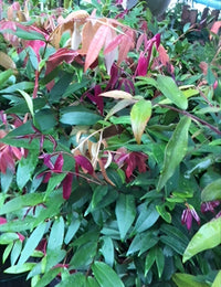 Lilly Pilly 'Powder Puff' (Syzygium wilsonii) - Ladybird Nursery
