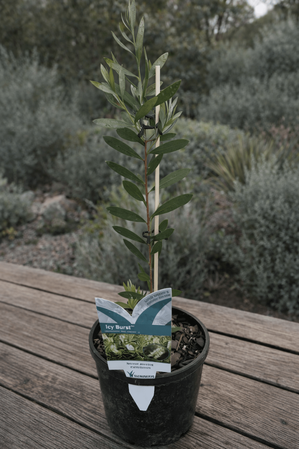 Callistemon 'Icy Burst' - Ladybird Nursery