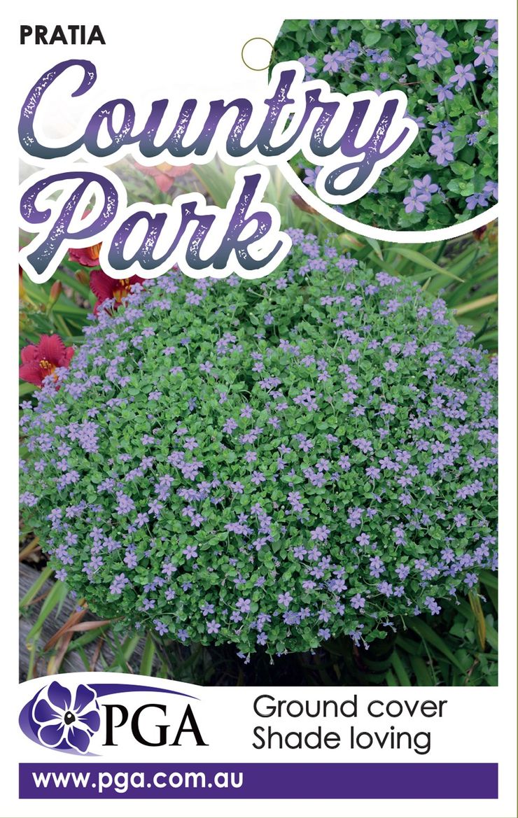 Pratia 'Country Park' (Pratia pedunculata) - Ladybird Nursery