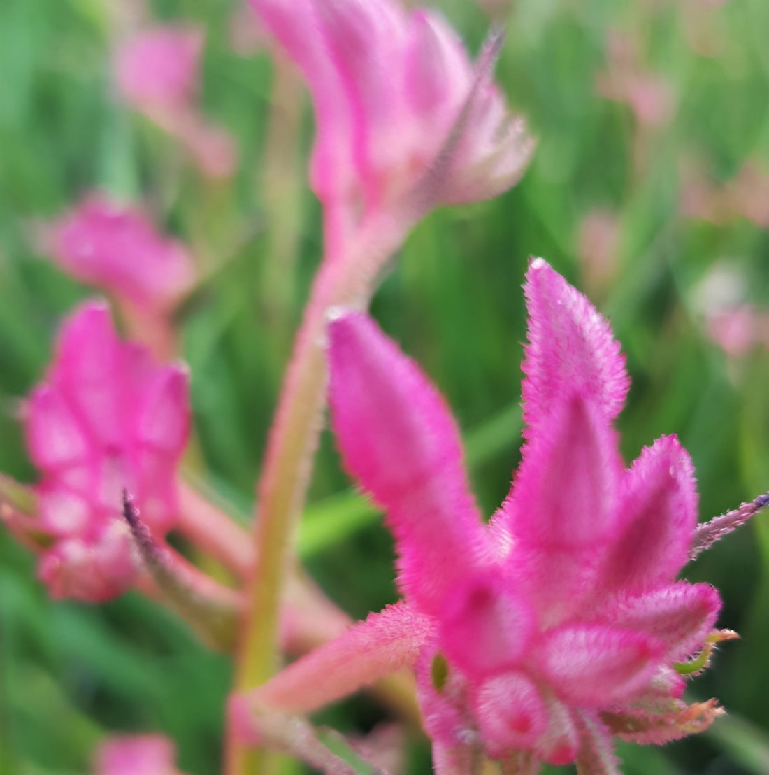 Kangaroo Paw 'Bush Pearl' (Anigozanthos) - Ladybird Nursery