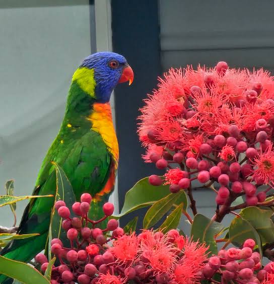 Dwarf Eucalyptus ‘Red’ (Corymbia ficifolia) - Ladybird Nursery