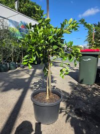 Orange 'Cara Cara' Large 500mm pot (PICK UP ONLY) - Ladybird Nursery