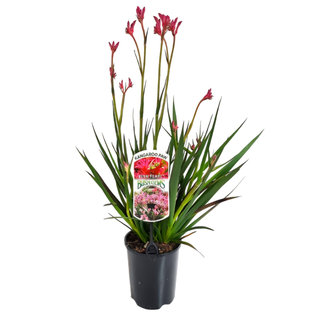 Kangaroo Paw 'Bush Pearl' (Anigozanthos) - Ladybird Nursery