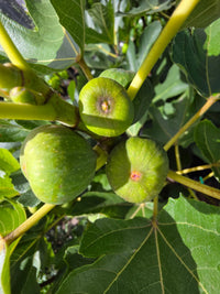Fig ‘Adam’s Pride’ - Ladybird Nursery