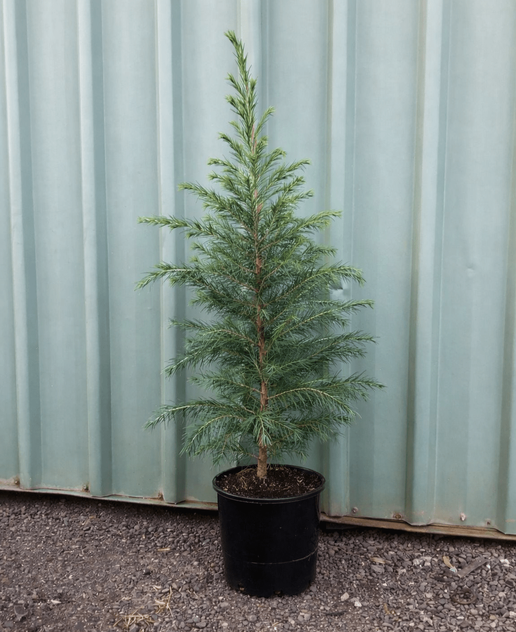 Himalayan Cedar (Cedrus deodara) - Ladybird Nursery