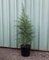 Himalayan Cedar (Cedrus deodara) - Ladybird Nursery