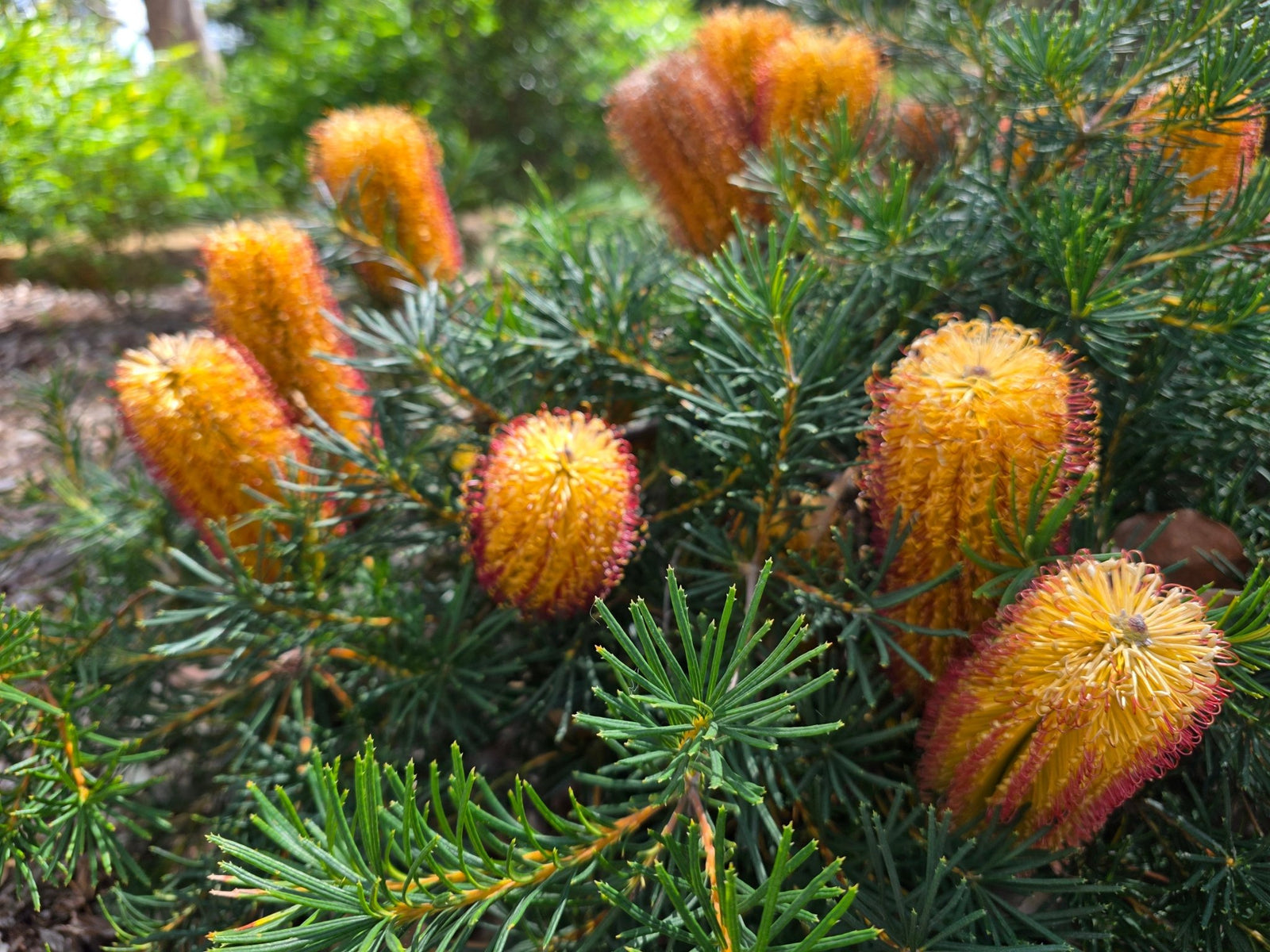 Dwarf Banksia 'Coastal Cushion' (Banksia spinulosa) - Ladybird Nursery