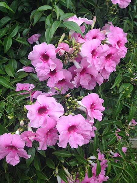 Belle of the Ball (Pandorea jasminoides) - Ladybird Nursery