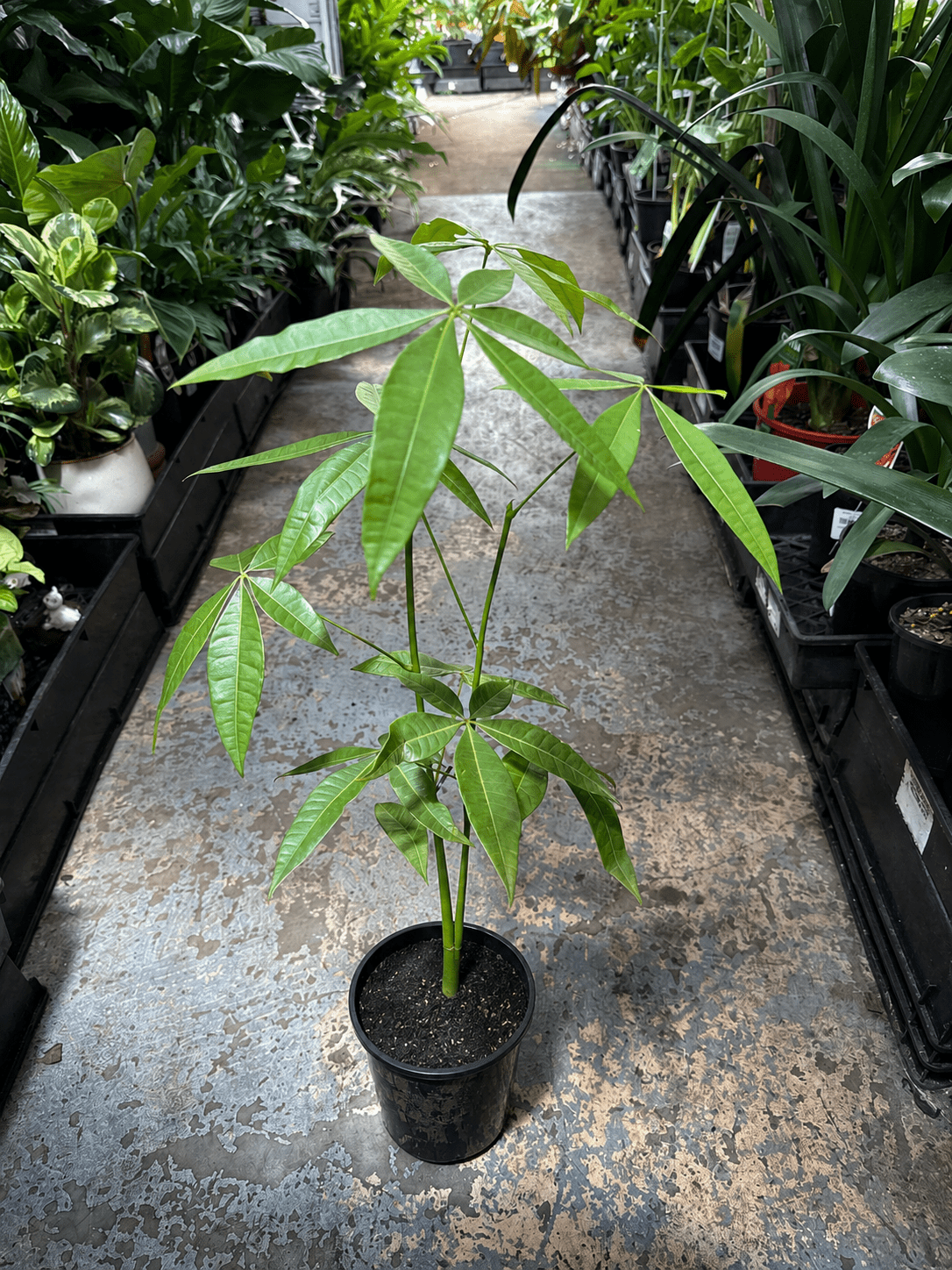 Money Tree (Pachira aquatica) - Ladybird Nursery