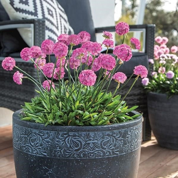 Armeria Dreameria™ 'Daydream' - Ladybird Nursery