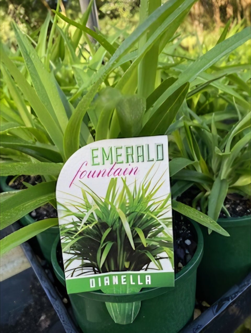 Dianella Emerald Fountain - Ladybird Nursery