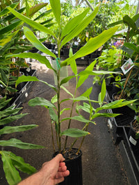 Shampoo Ginger Green (Zingiber zerumbet) - Ladybird Nursery