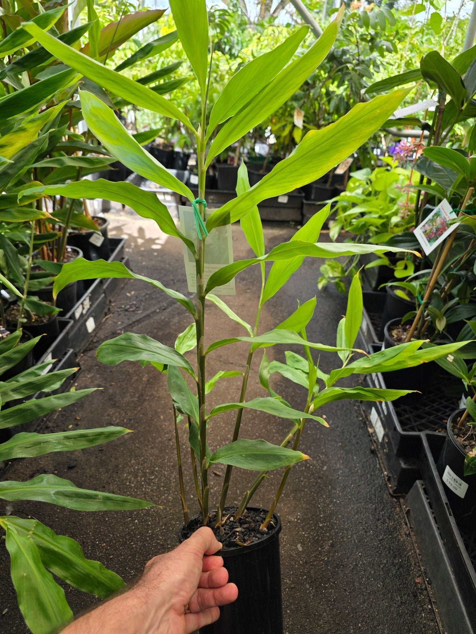 Shampoo Ginger Green (Zingiber zerumbet) - Ladybird Nursery