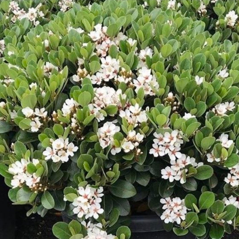 Rhaphiolepis indica ‘Spring Pearl’
